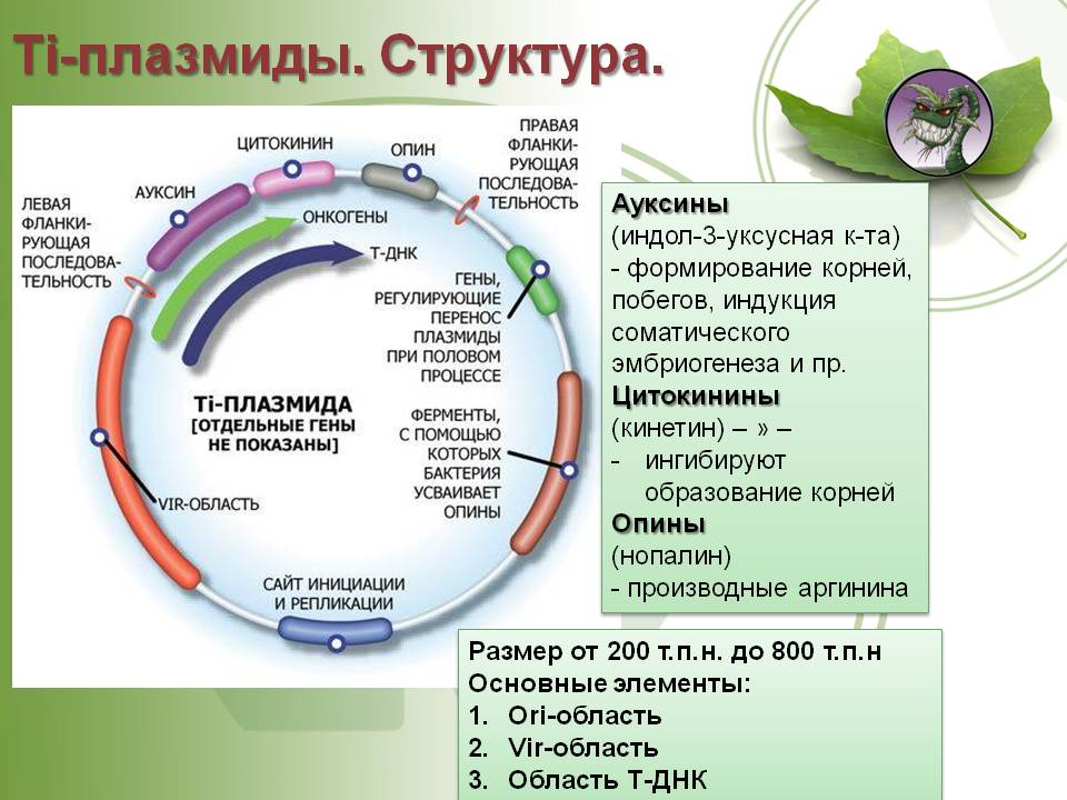 Кракен как зайти через тор браузер